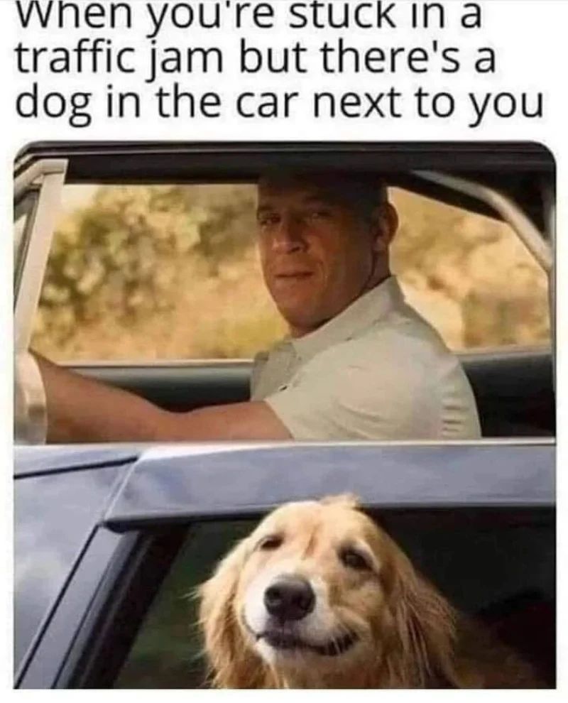 20 Wholesome Dog Memes That Are Paw-sitively Paw-some 18 When youre stuck in traffic - Wholesome Dog Memes