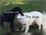 Wholesome Dog Memes - Another One Bites The Dust - FG