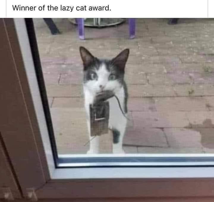 25 Clawsome Cat Memes: Get Ready To Laugh Your Whiskers Off! 17 Winner of the lazy cat award - Cat Memes