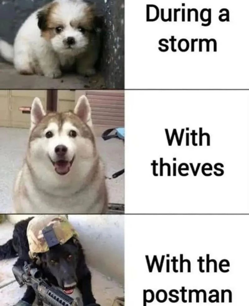 20 Wholesome Dog Memes That Are Paw-sitively Paw-some 19 With postman - Wholesome Dog Memes