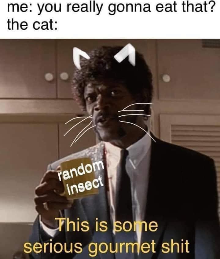 25 Clawsome Cat Memes: Get Ready To Laugh Your Whiskers Off! 18 You really gonna eat that - Cat Memes