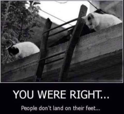 25 Clawsome Cat Memes: Get Ready To Laugh Your Whiskers Off! 19 You were right - Cat Memes