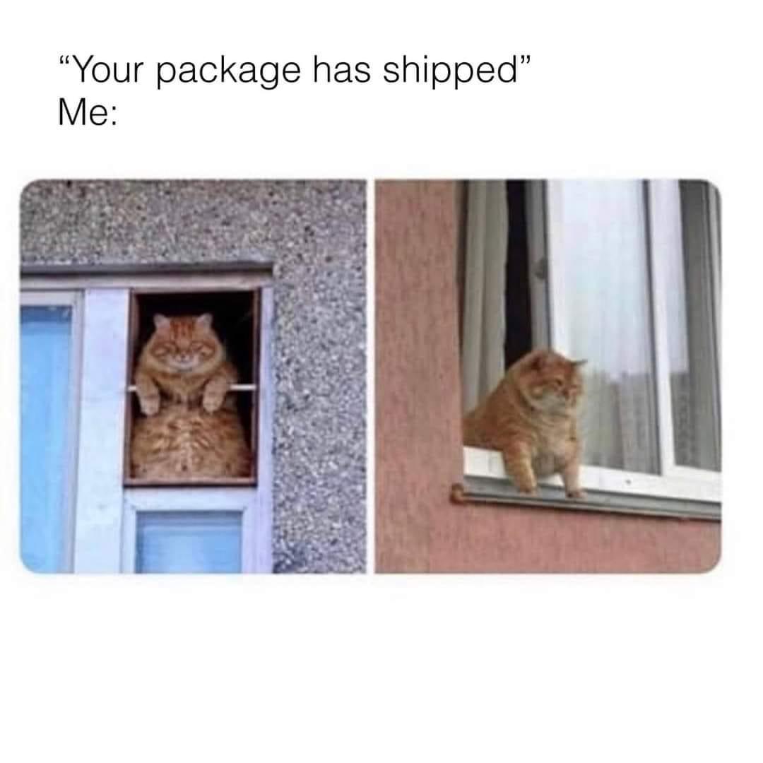25 Clawsome Cat Memes: Get Ready To Laugh Your Whiskers Off! 20 Your package has been shipped - Cat Memes
