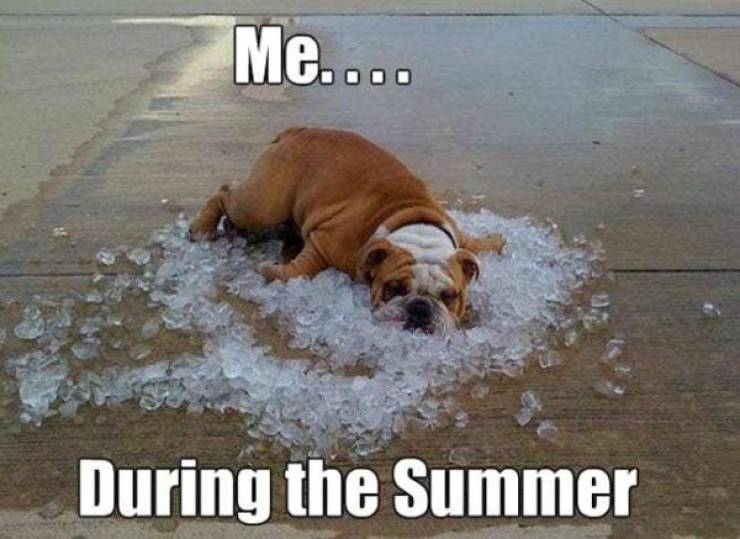 35 Summer Memes That Will Make You Sweat… With Laughter! 14 me during the summer - summer memes