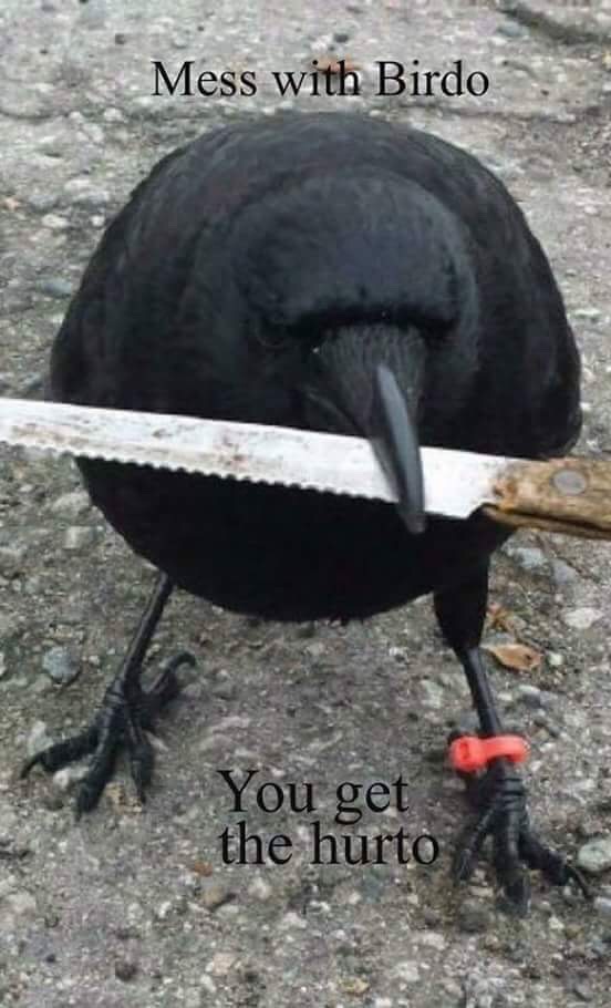 25 Fun Memes Will Make You Laugh So Hard, Your Neighbors Will File a Noise Complaint 8 mess with birdo - Fun Memes