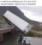 Wild Truck Drinking Out A River