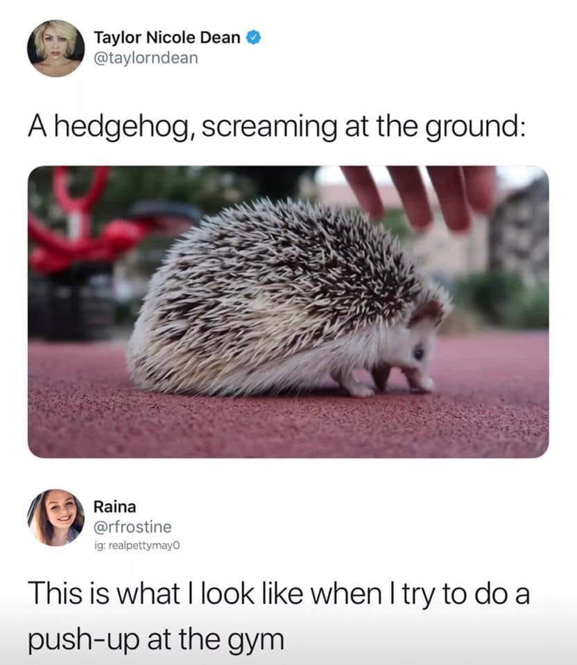 Being Alive is So Tiring: 28 Funny Memes to Make You Laugh and Relate 2 A hedgehog - Funny Memes