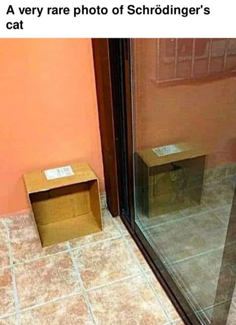 20 Schrödinger's Cat Memes That Will Keep You Guessing If They're Hilarious or Not 1 A very rare photo - schrödinger's cat memes