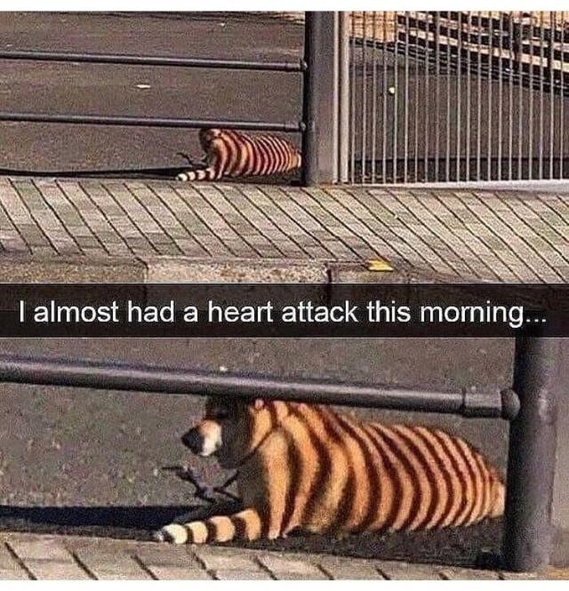 Fur-iously Funny: 25 Best Dog Memes to Cure Your Ruff Day 1 Almost had a heart attack - Best Dog Memes