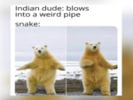 Animal Memes - FG