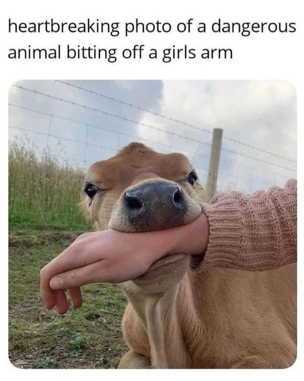 20 Funny Cow Memes That Will Moooove You to Laughter 1 Animal biting