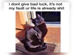 Back Cat Memes - FG
