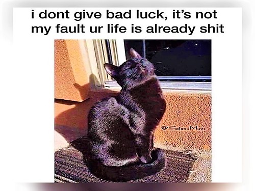 Back Cat Memes - FG