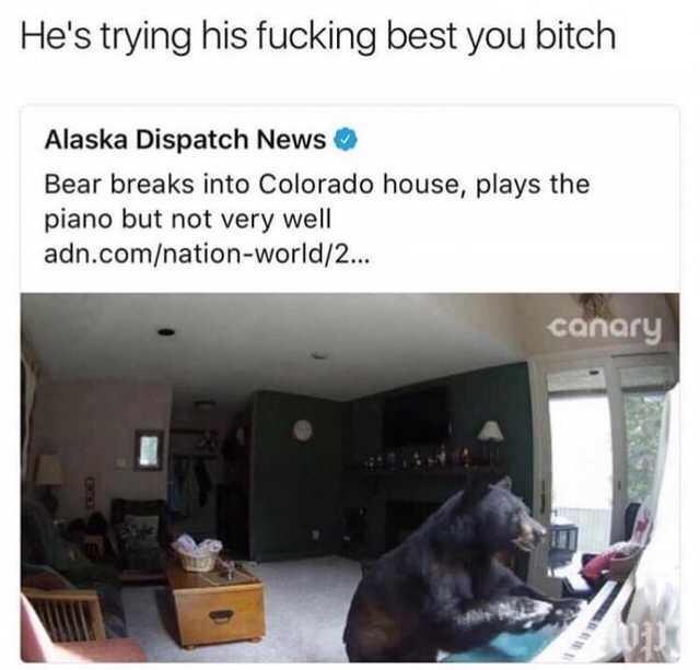 Zoological Zingers: 30 Animal Memes that are a Laughing Matter 1 Bear breaks into colarado house - Animal Memes