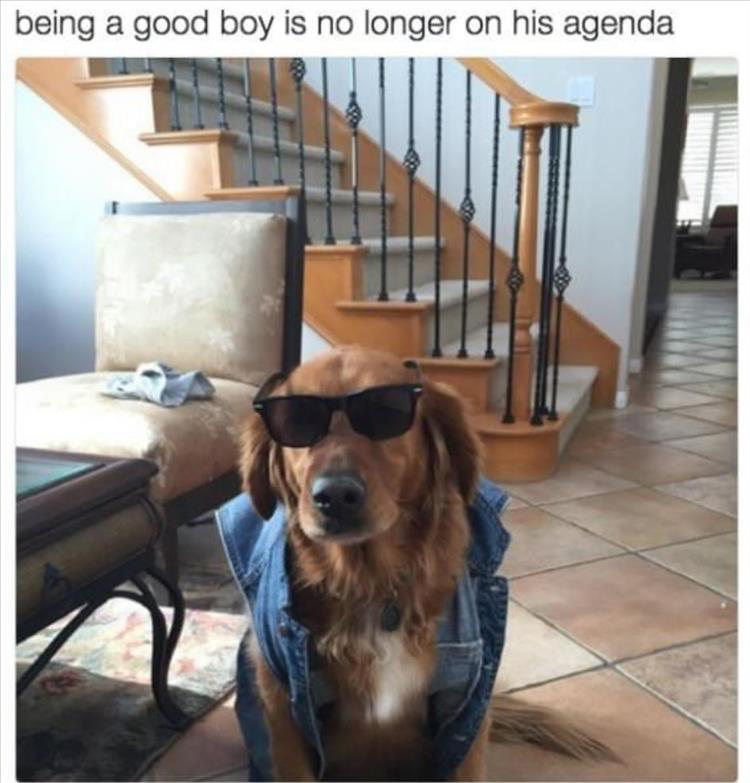 Bark-tastic Humor: 25 Funny Dog Memes to Brighten Your Timeline 1 Being a good boy - Funny Dog Memes