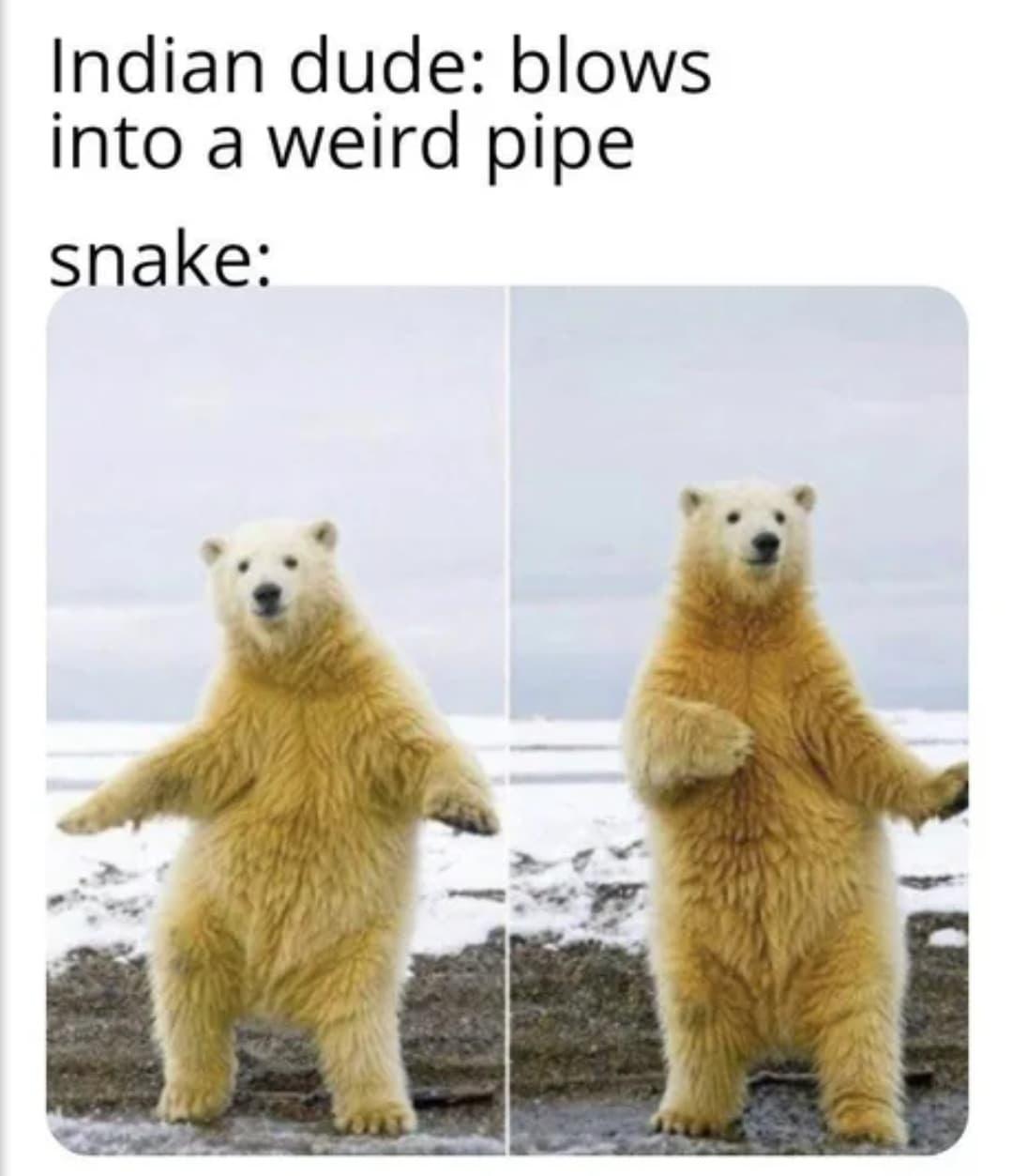Zoological Zingers: 30 Animal Memes that are a Laughing Matter 2 Blows into weird pipe - Animal Memes