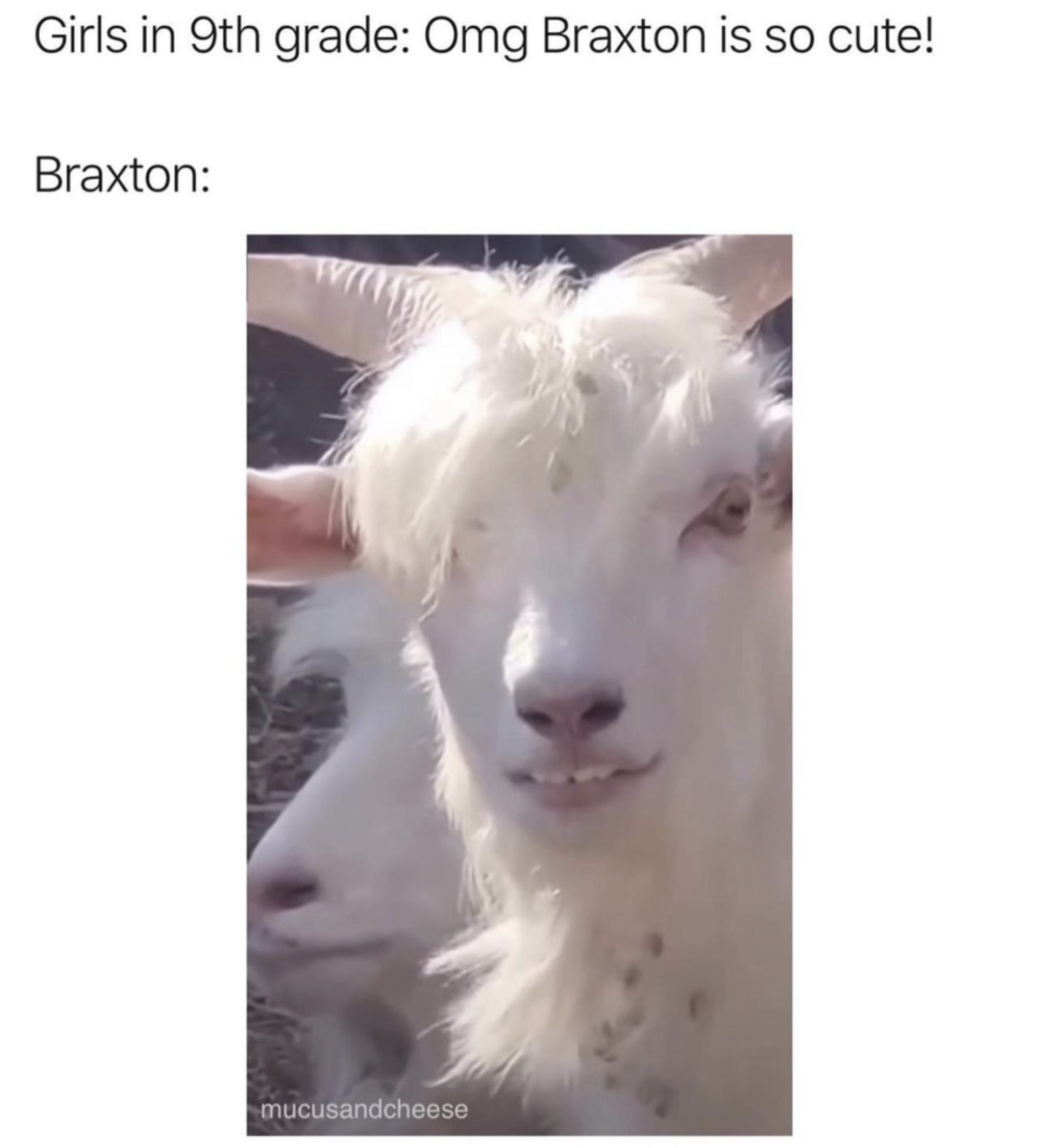 Zoological Zingers: 30 Animal Memes that are a Laughing Matter 3 Braxton is so cute - Animal Memes