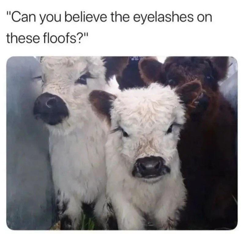 20 Funny Cow Memes That Will Moooove You to Laughter 2 Can you believe the eyelashes