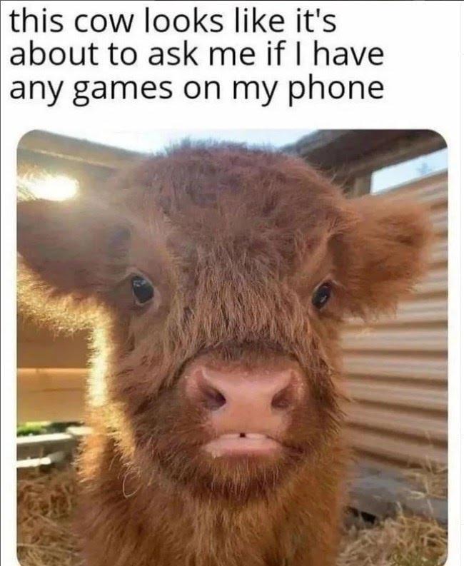 20 Funny Cow Memes That Will Moooove You to Laughter 3 Cow looks like