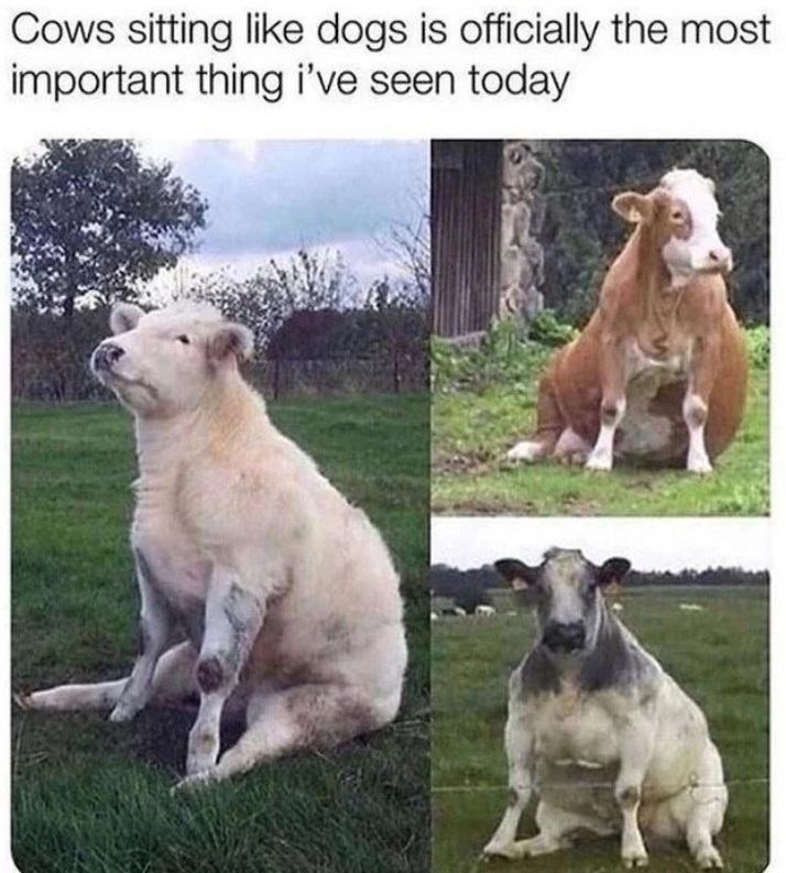 20 Funny Cow Memes That Will Moooove You to Laughter 4 Cows sittings like dogs