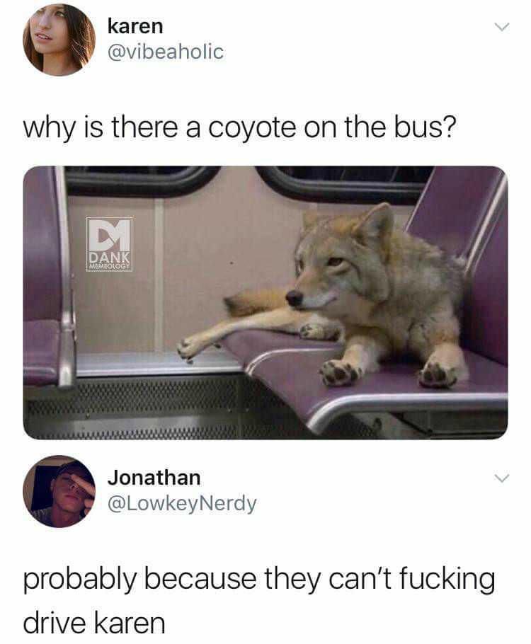Zoological Zingers: 30 Animal Memes that are a Laughing Matter 8 Coyote on the bus - Animal Memes