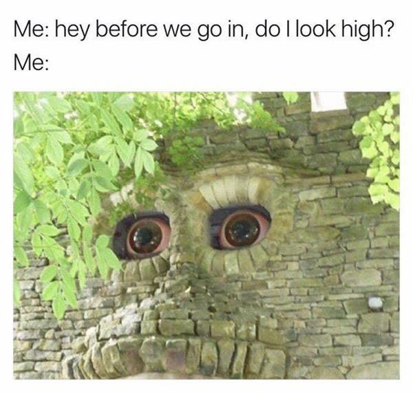 22 Memes That Will Make Your Last Two Brain Cells Giggle 5 Do I look high