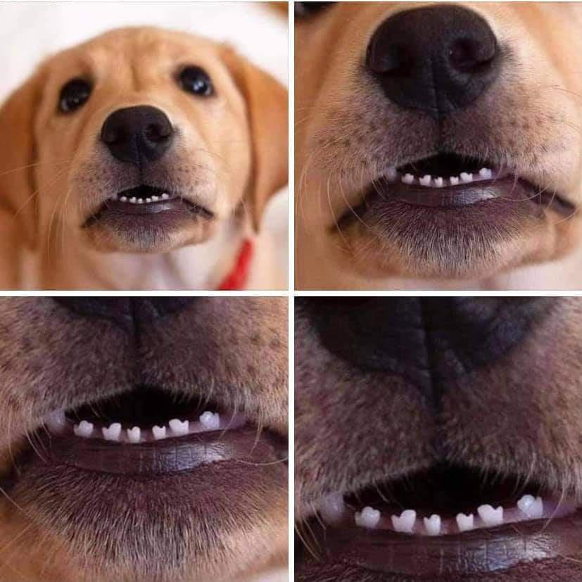 Bark-tastic Humor: 25 Funny Dog Memes to Brighten Your Timeline 2 Dog tooth - Funny Dog Memes