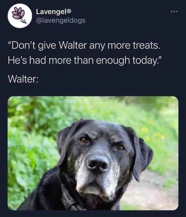 Fur-iously Funny: 25 Best Dog Memes to Cure Your Ruff Day 2 Dont give walter any more treats - Best Dog Memes