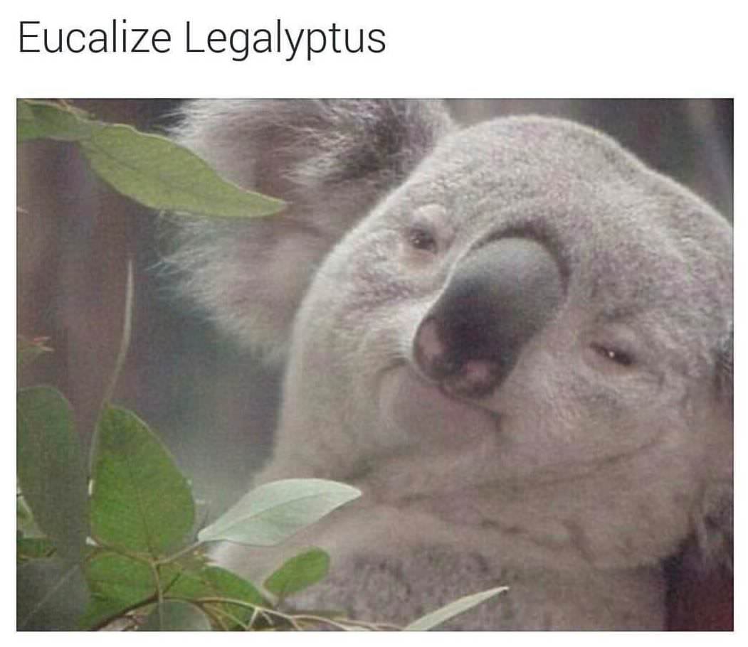 22 Memes That Will Make Your Last Two Brain Cells Giggle 8 EUcalize