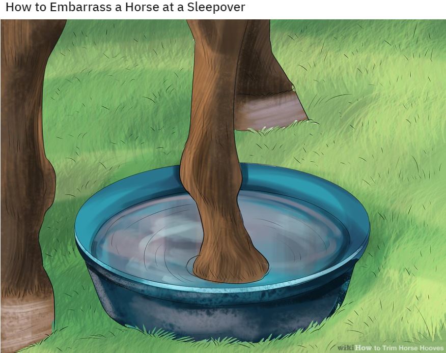 Wiki How Memes: 45 Times the Internet Turned Instructions into Comedy Gold 3 Embrass horse - wiki how memes