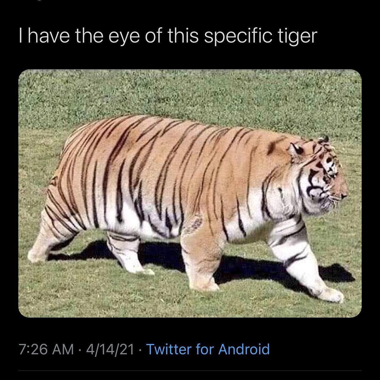 Zoological Zingers: 30 Animal Memes that are a Laughing Matter 10 Eyes of the tiger - Animal Memes