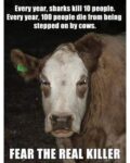 funny cow memes