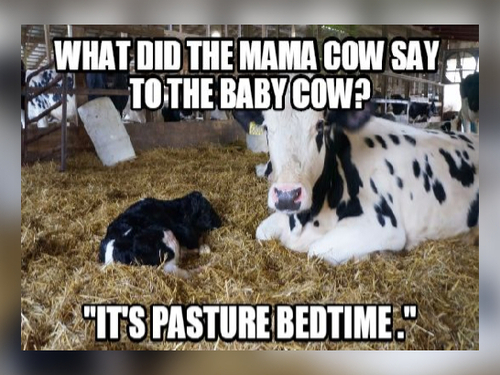 15 Funny Cow Memes That Will Moooove You To Laughter Flipboard