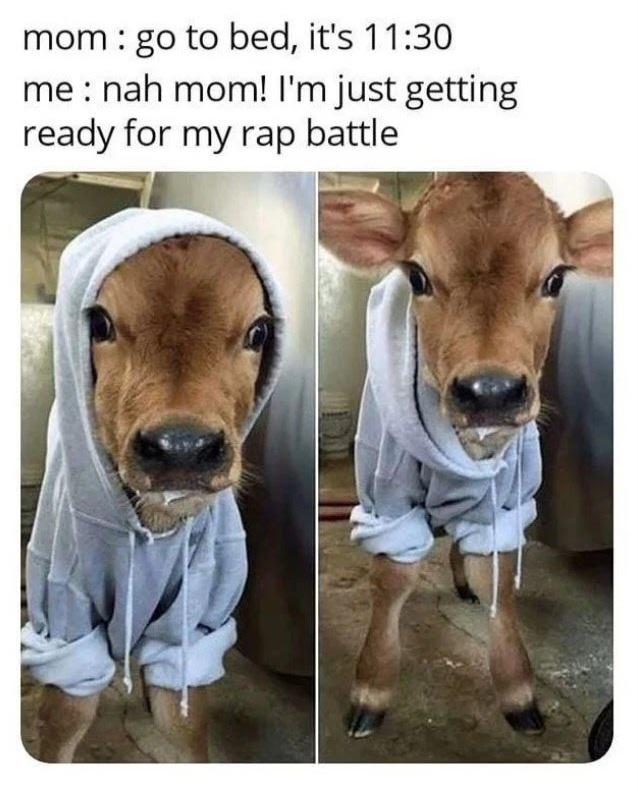 20 Funny Cow Memes That Will Moooove You to Laughter 5 Getting ready for rap battle