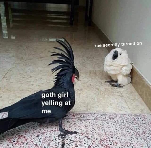 25 Goth Memes That'll Put You Under a Laughter Spell 4 Goth girl yelling at me - Goth Memes
