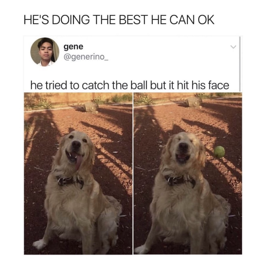 Bark-tastic Humor: 25 Funny Dog Memes to Brighten Your Timeline 3 Hes doing the best he can - Funny Dog Memes