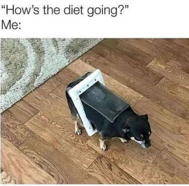 Fur-iously Funny: 25 Best Dog Memes to Cure Your Ruff Day 4 How is the diet going - Best Dog Memes