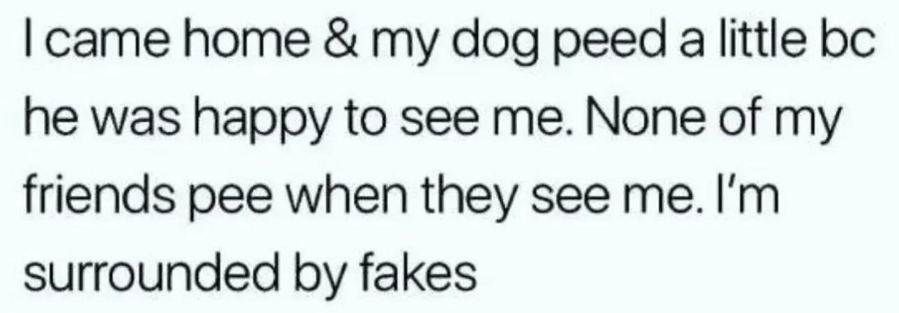 Funny Bone Ticklers: 25 Memes for Endless Laughter 7 I came home and my dog peed