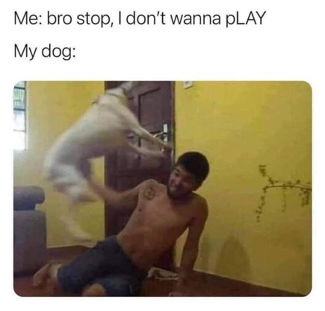 Fur-iously Funny: 25 Best Dog Memes to Cure Your Ruff Day 5 I dont wanna play - Best Dog Memes