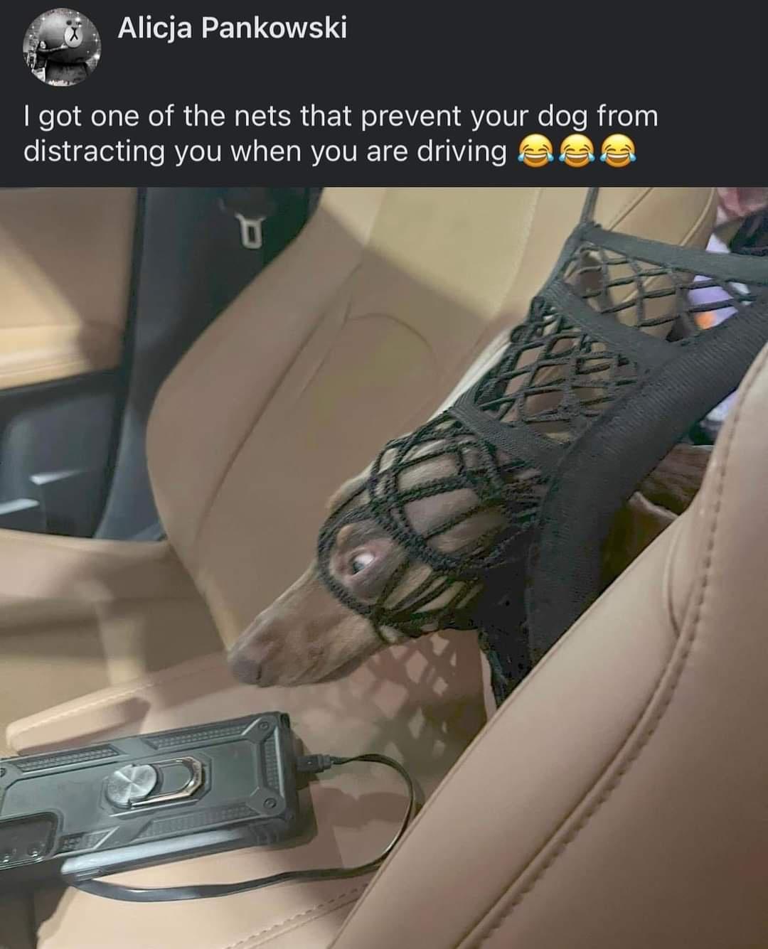 Bark-tastic Humor: 25 Funny Dog Memes to Brighten Your Timeline 4 I got one of the nets - Funny Dog Memes