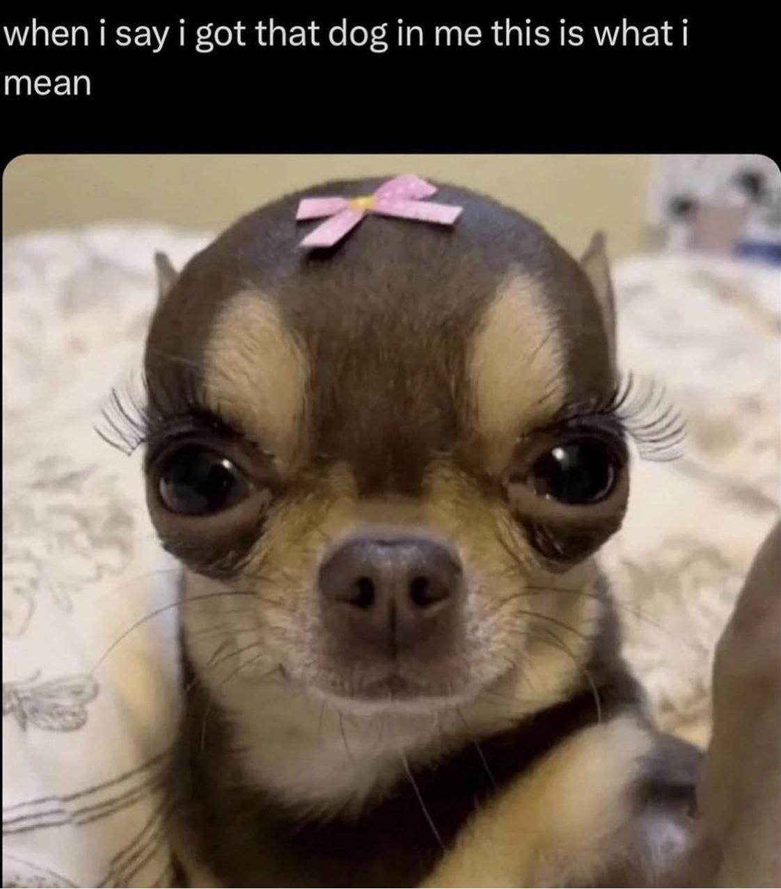 Bark-tastic Humor: 25 Funny Dog Memes to Brighten Your Timeline 5 I got that dog in me - Funny Dog Memes
