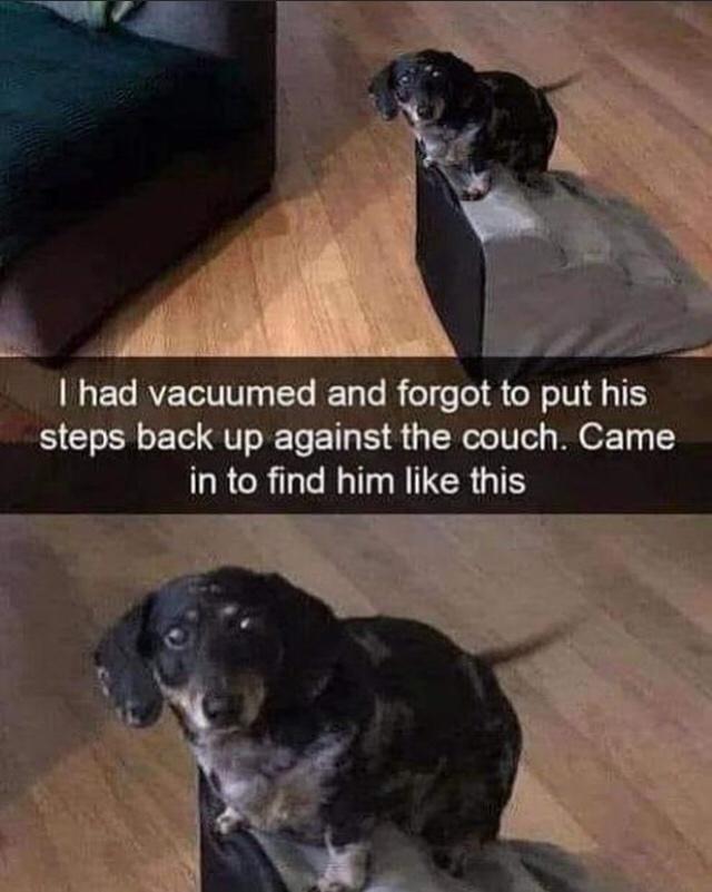 Fur-iously Funny: 25 Best Dog Memes to Cure Your Ruff Day 6 I had vaccummed - Best Dog Memes