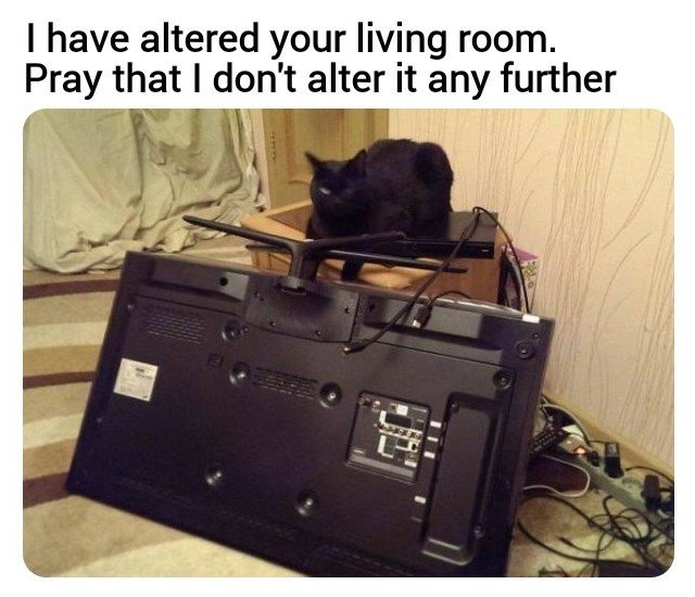 30 Black Cat Memes That Exorcise Bad Luck and Summon Endless Laughter ...