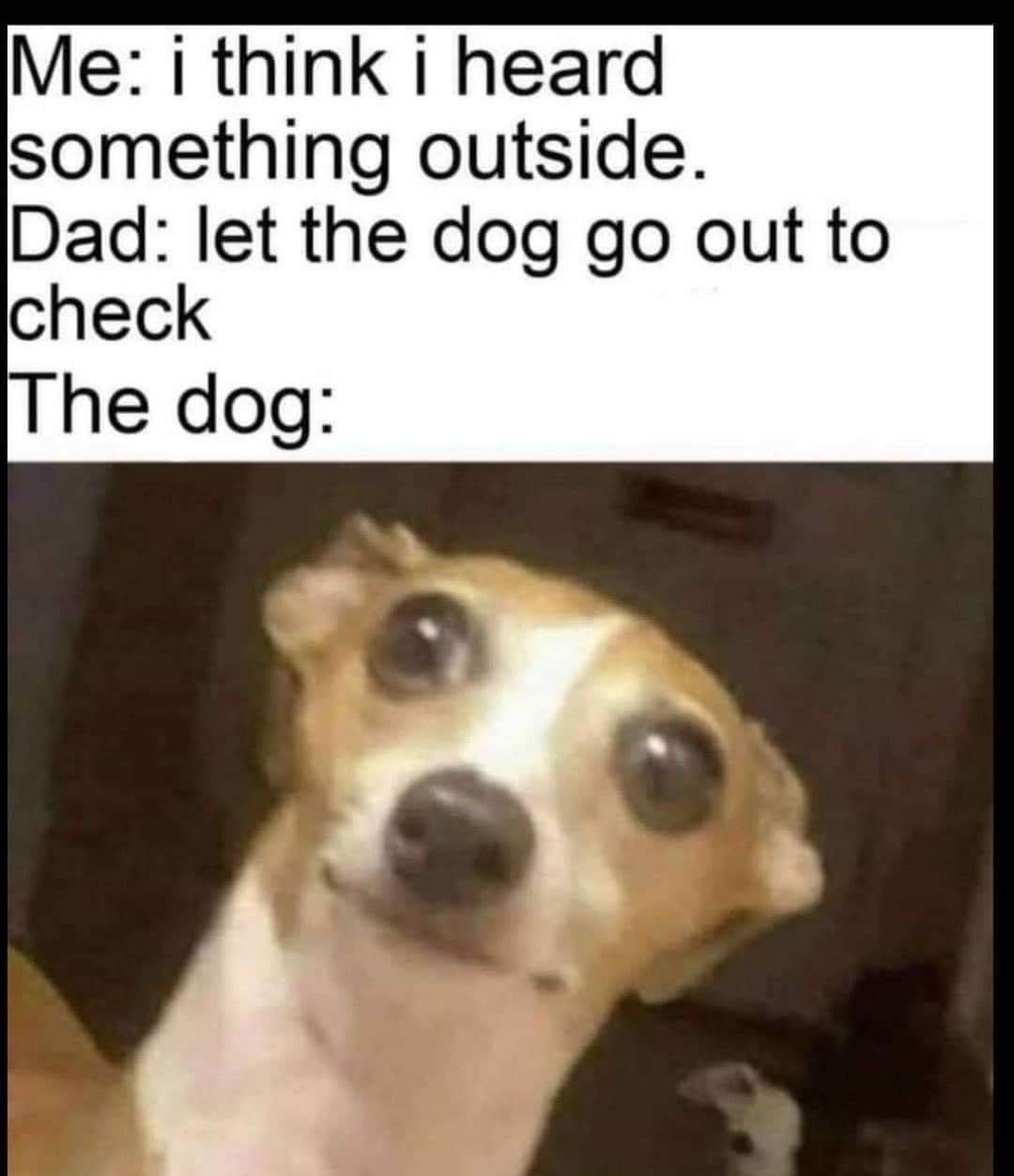 Bark-tastic Humor: 25 Funny Dog Memes to Brighten Your Timeline 6 I think I heard something - Funny Dog Memes