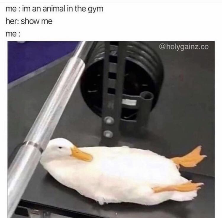 Im An Animal In Gym - Animals