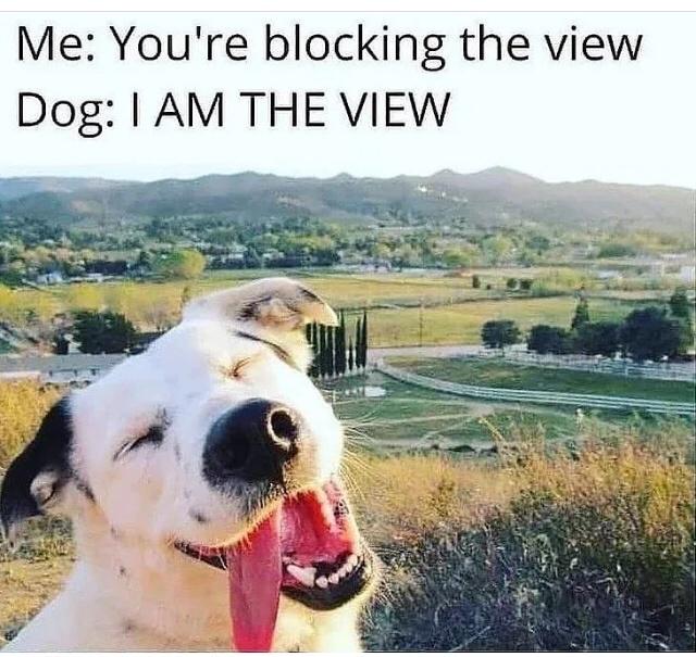 Fur-iously Funny: 25 Best Dog Memes to Cure Your Ruff Day 7 Im the view - Best Dog Memes
