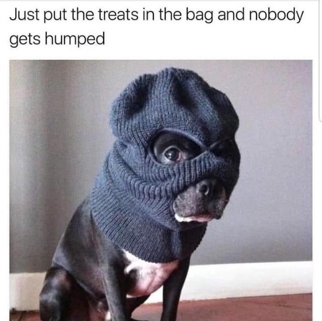 Fur-iously Funny: 25 Best Dog Memes to Cure Your Ruff Day 8 Just put the treats in the bag - Best Dog Memes
