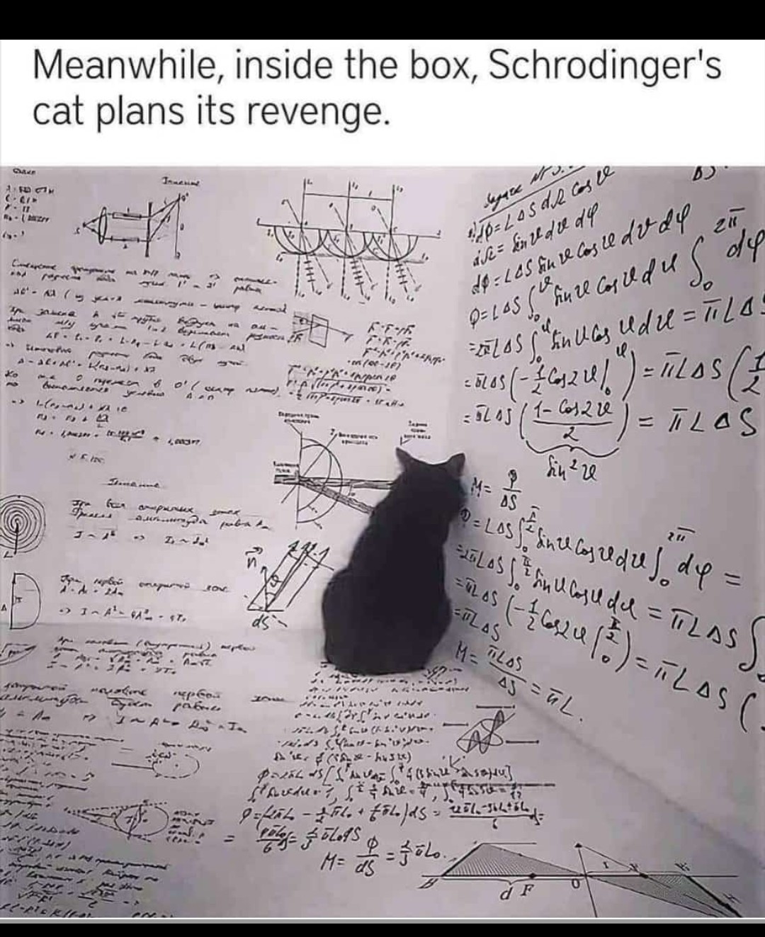 20 Schrödinger's Cat Memes That Will Keep You Guessing If They're Hilarious or Not 7 Meanwhile inside the box - schrödinger's cat memes