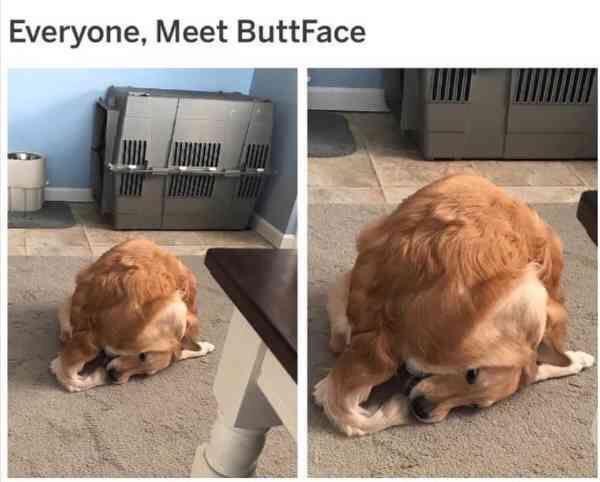Zoological Zingers: 30 Animal Memes that are a Laughing Matter 15 Meet buttface - Animal Memes