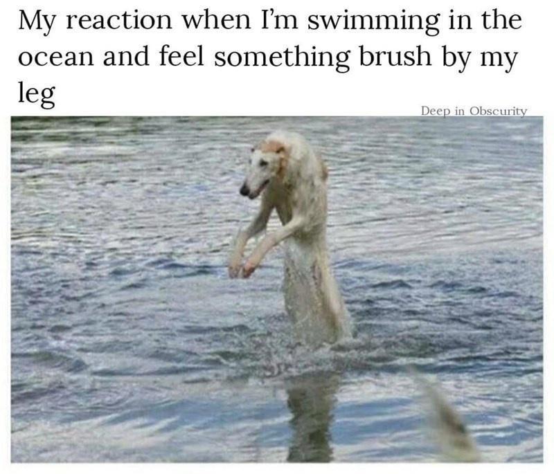 Bark-tastic Humor: 25 Funny Dog Memes to Brighten Your Timeline 11 My reaction when Im swimming in the ocean - Funny Dog Memes